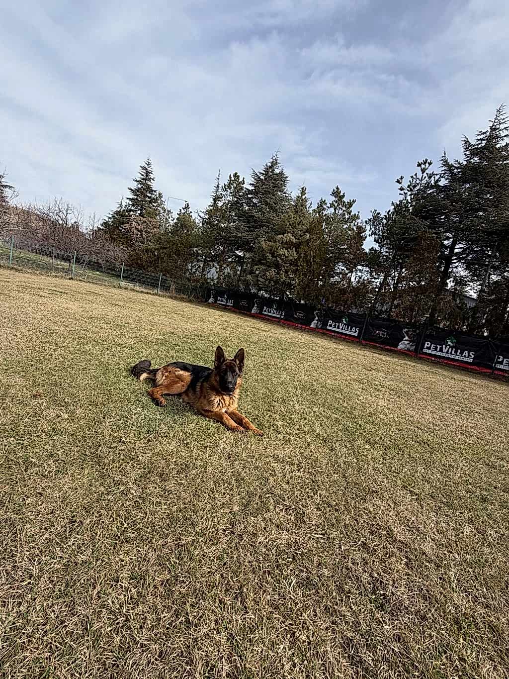 Instagram post from petvillas. This post is in position 1.