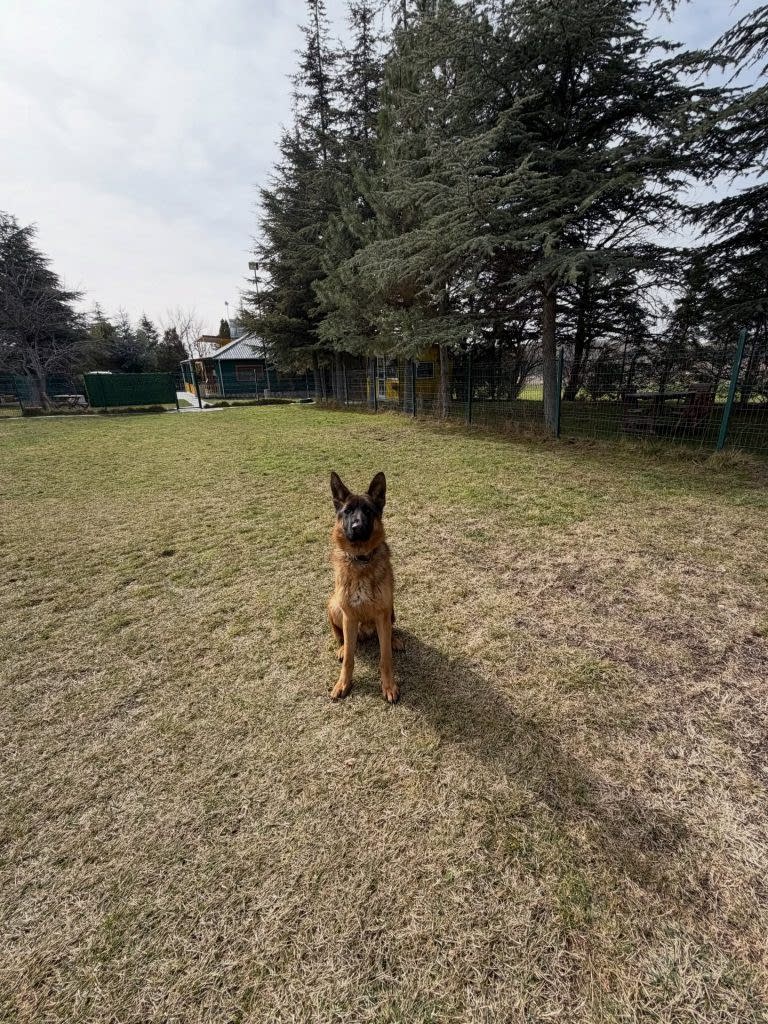 Instagram post from petvillas. This post is in position 6.