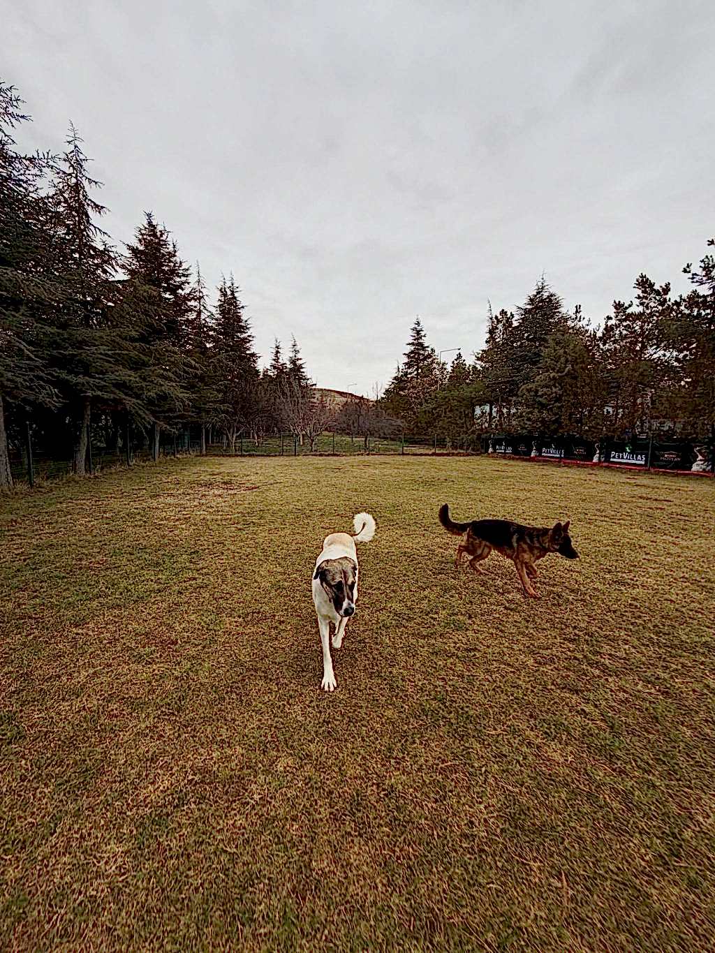 Instagram post from petvillas. This post is in position 1.