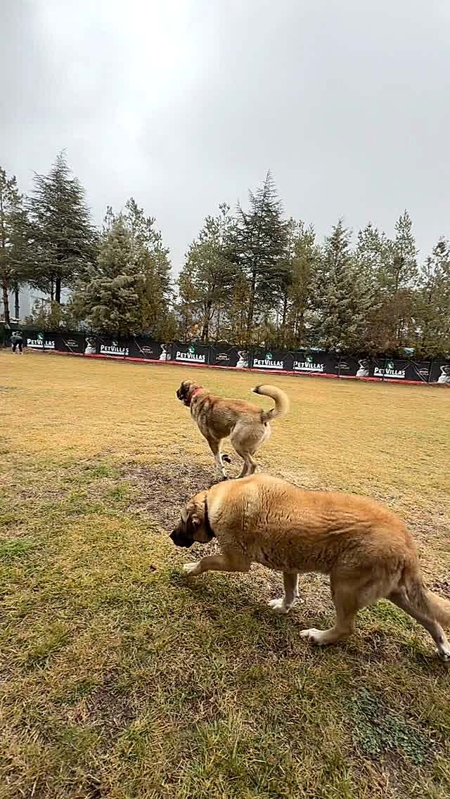 Instagram post from petvillas. This post is in position 7.