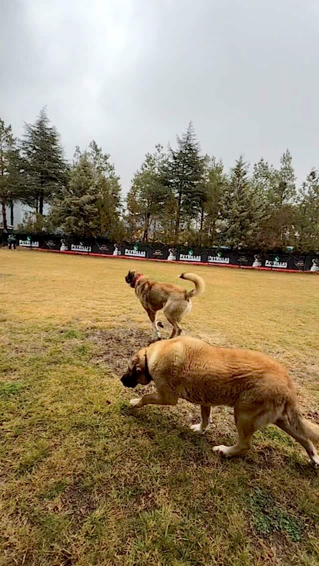 Instagram post from petvillas. This post is in position 8.