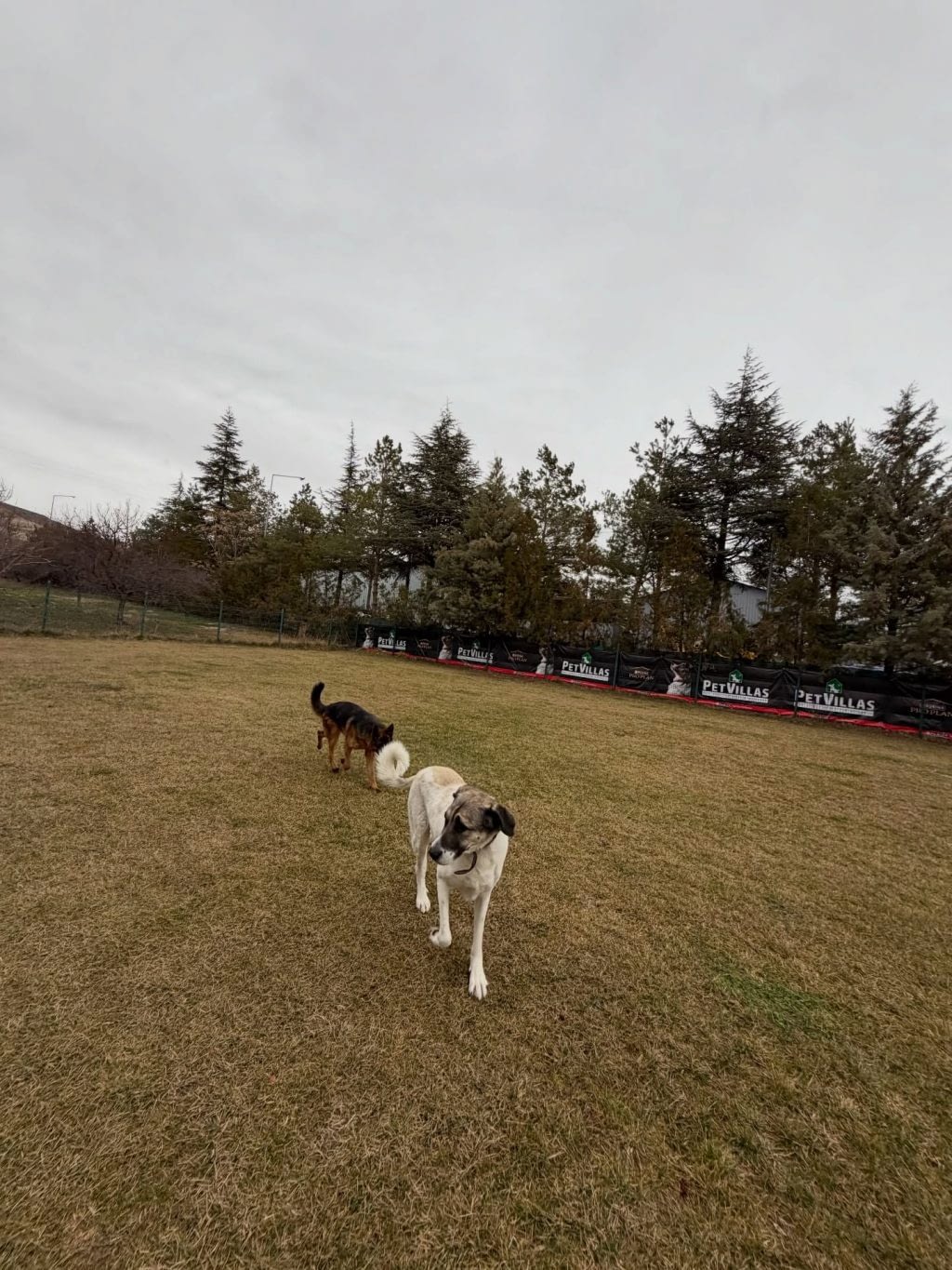 Instagram post from petvillas. This post is in position 4.