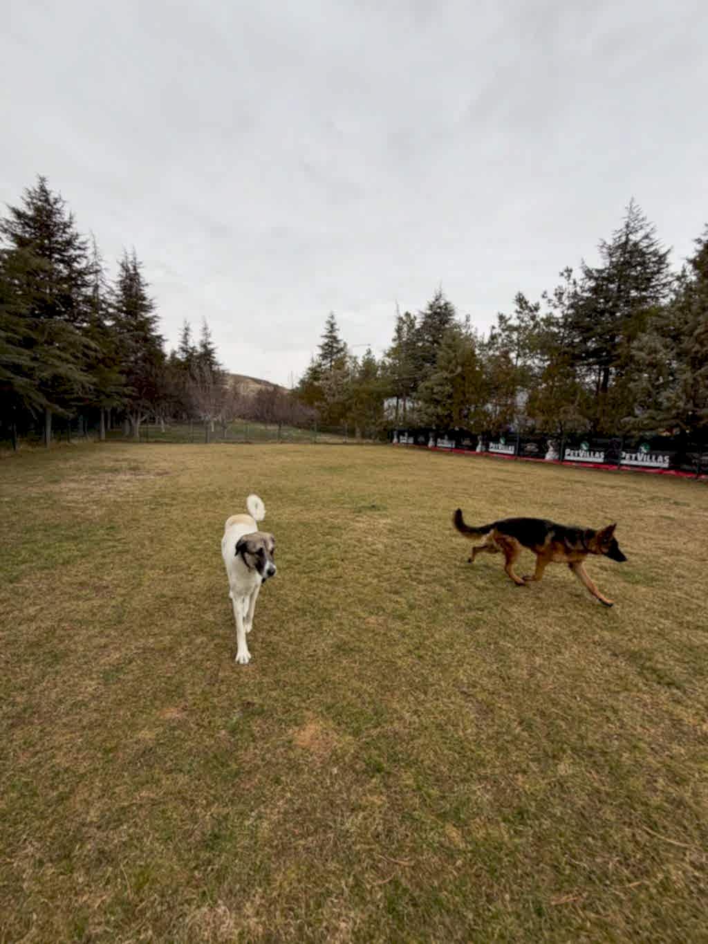 Instagram post from petvillas. This post is in position 2.