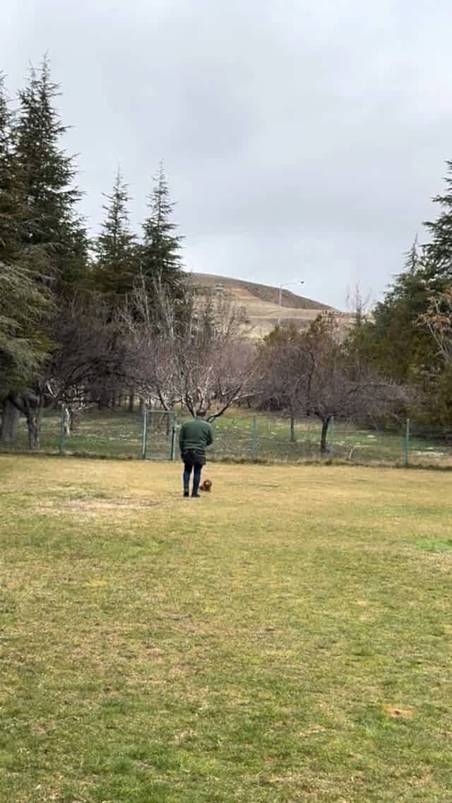 Instagram post from petvillas. This post is in position 1.