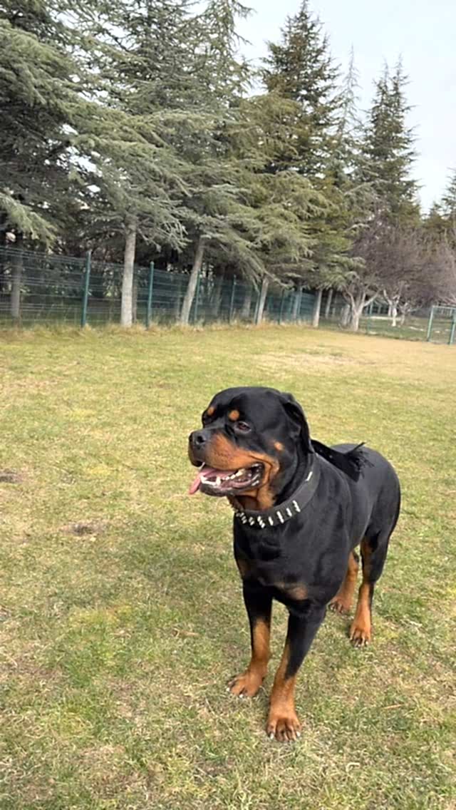 Instagram post from petvillas. This post is in position 4.