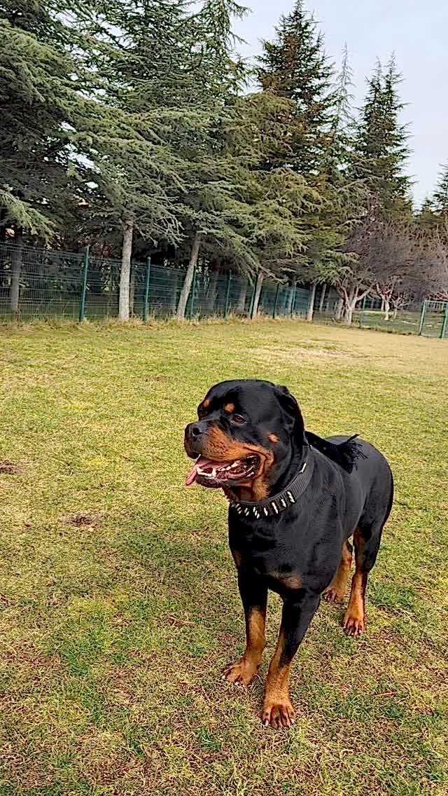 Instagram post from petvillas. This post is in position 5.