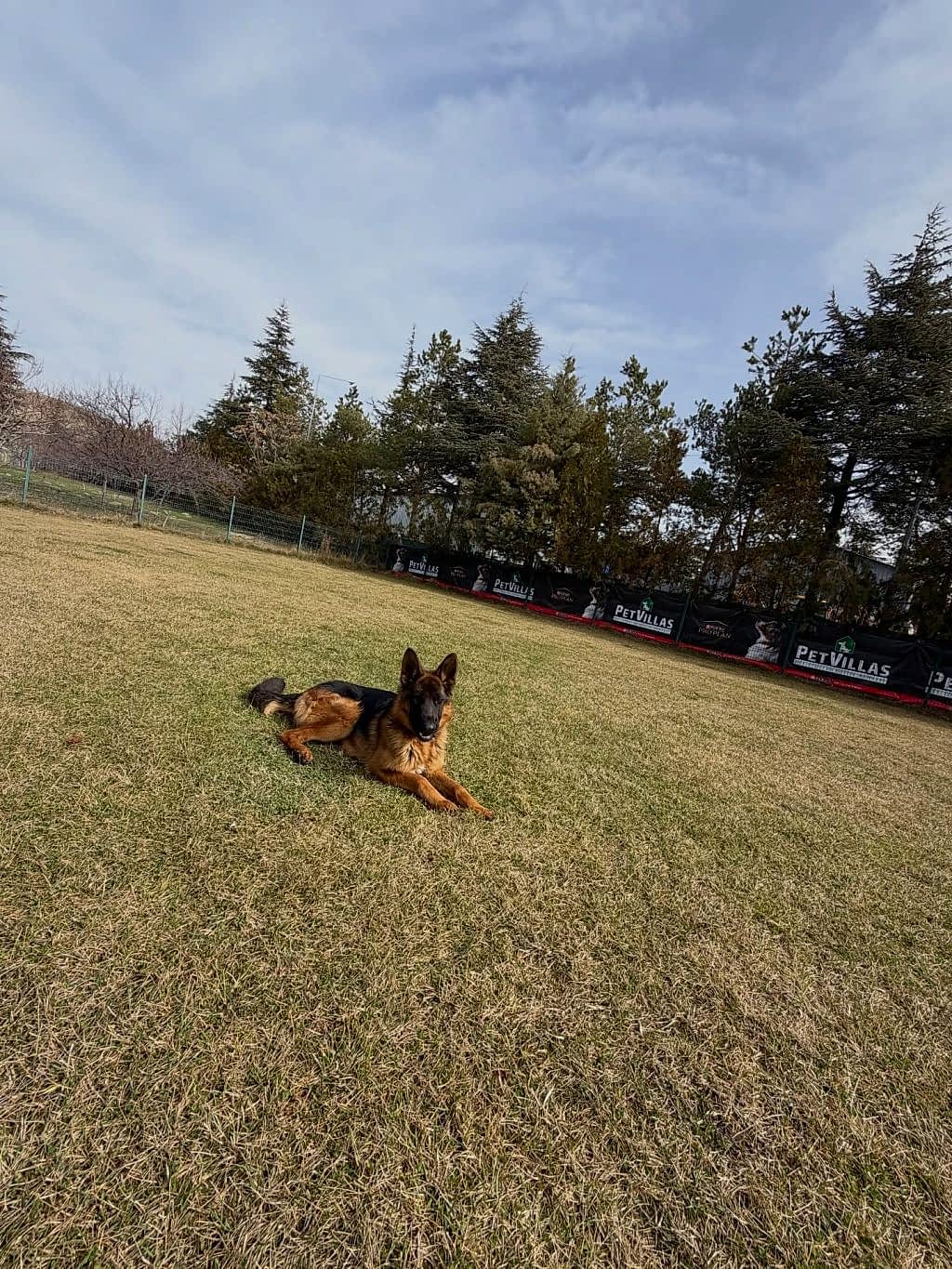 Instagram post from petvillas. This post is in position 4.