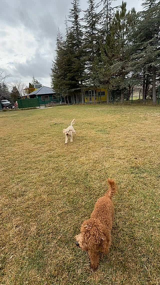 Instagram post from petvillas. This post is in position 8.