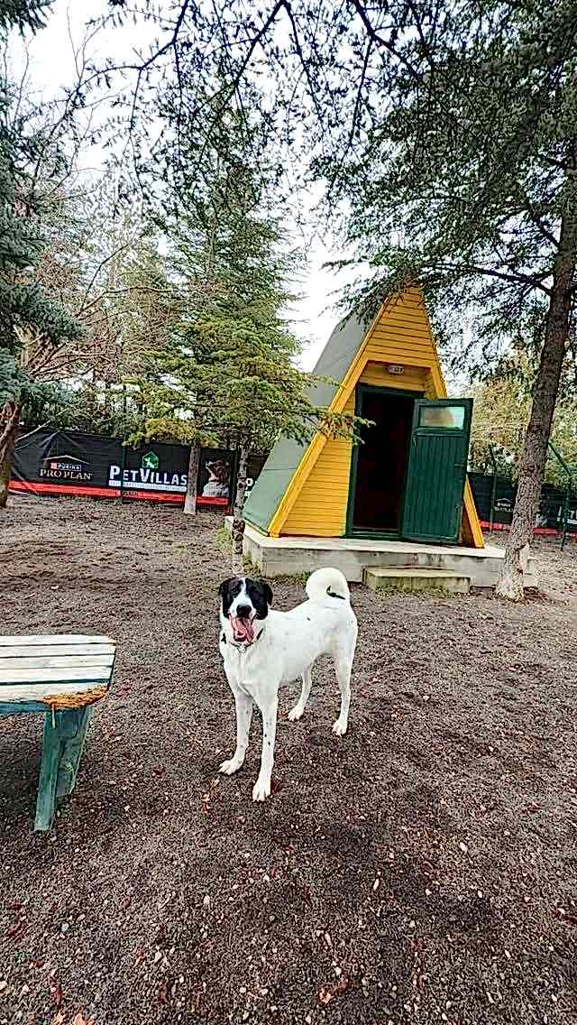 Instagram post from petvillas. This post is in position 0.