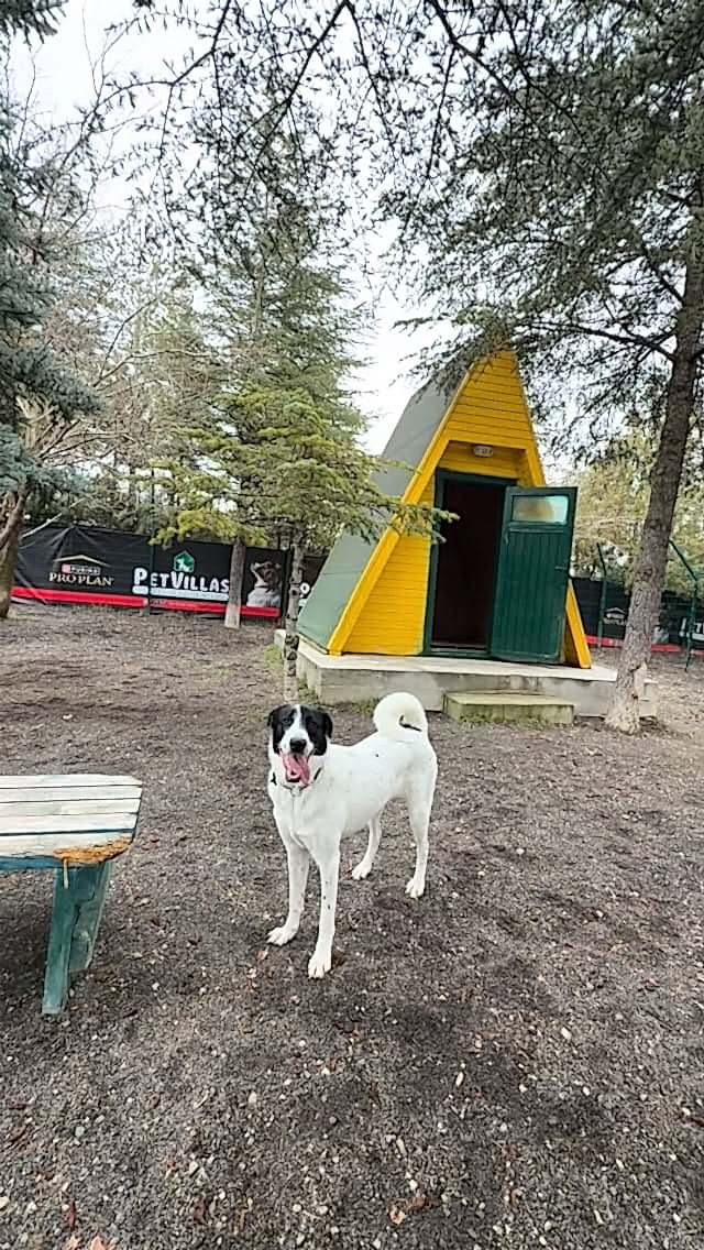 Instagram post from petvillas. This post is in position 1.