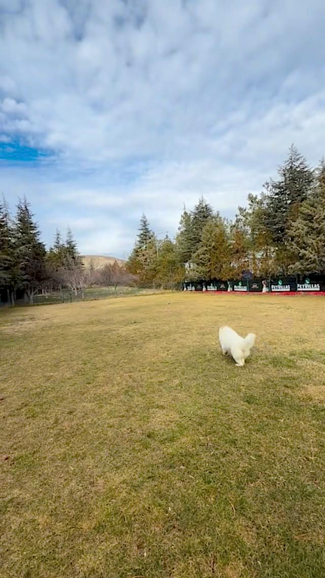 Instagram post from petvillas. This post is in position 9.