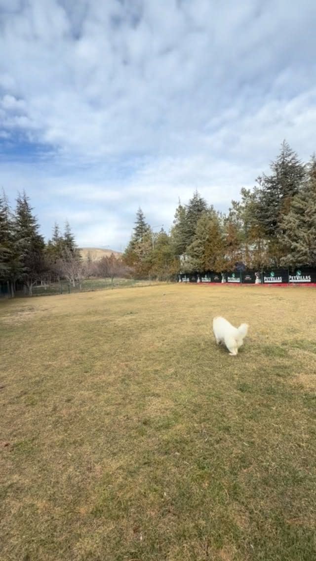 Instagram post from petvillas. This post is in position 10.