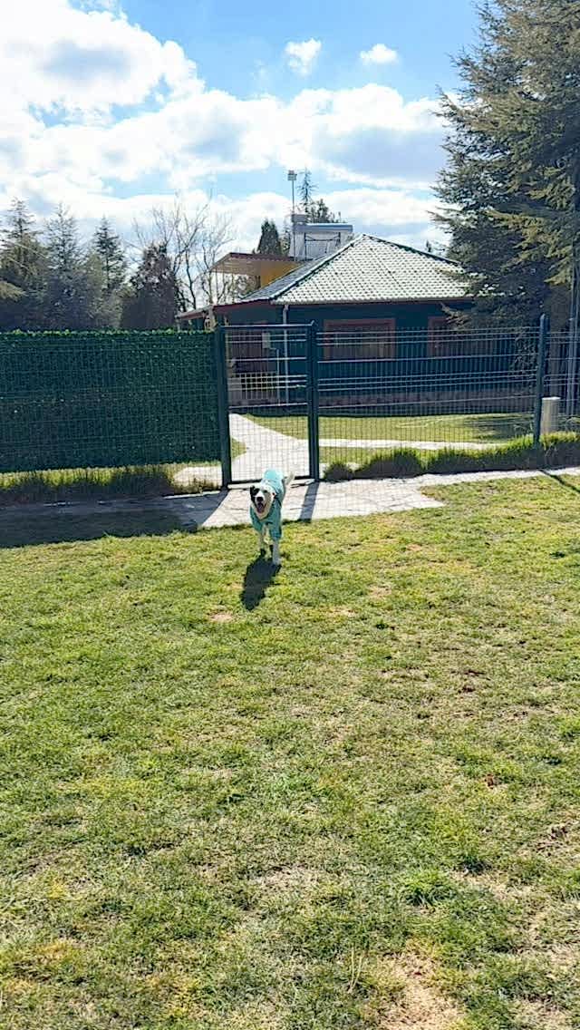 Instagram post from petvillas. This post is in position 2.