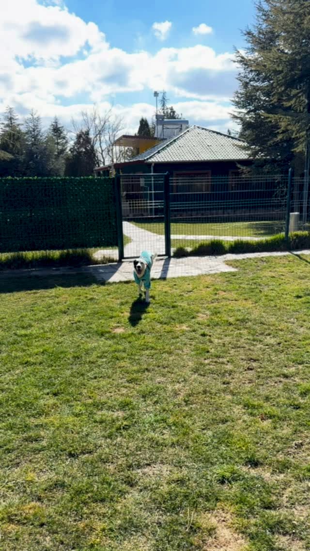 Instagram post from petvillas. This post is in position 3.