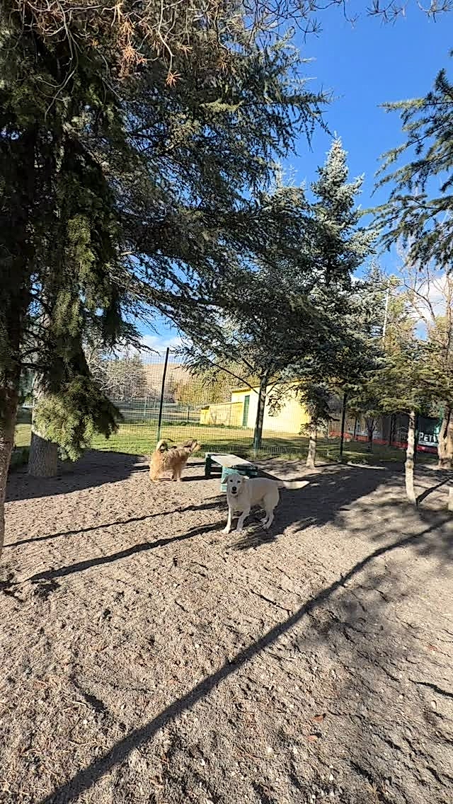 Instagram post from petvillas. This post is in position 3.