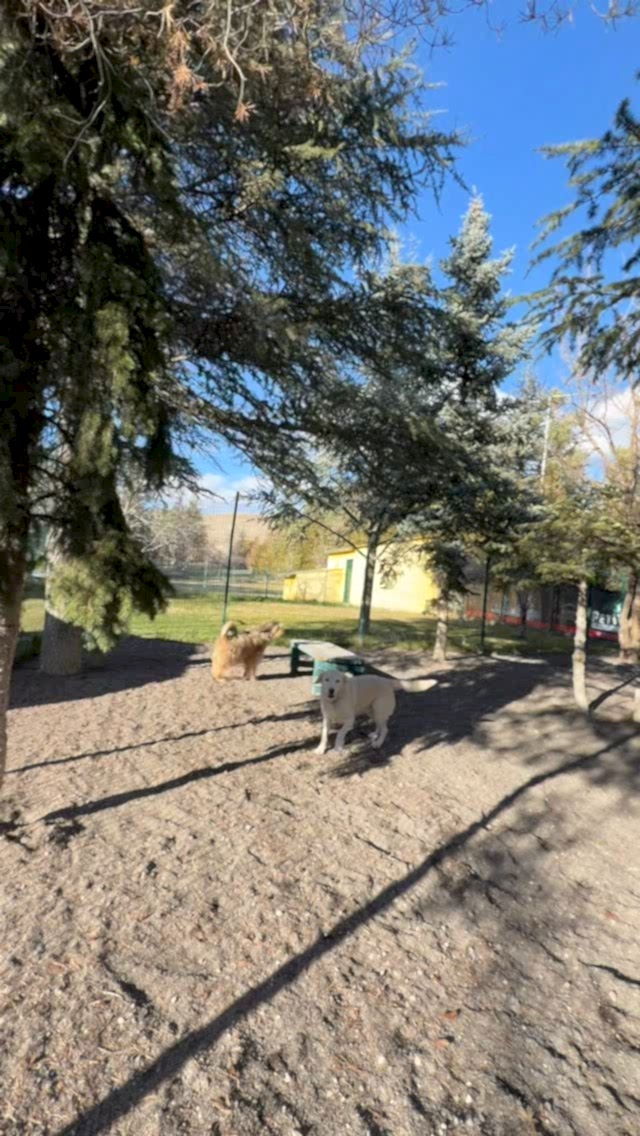 Instagram post from petvillas. This post is in position 4.