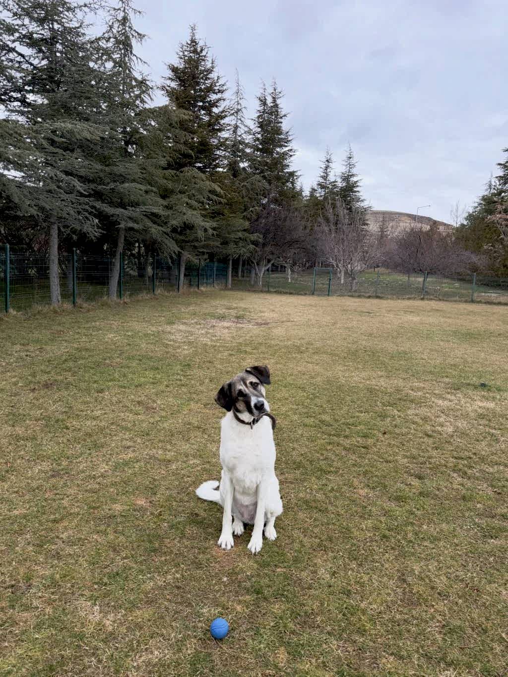 Instagram post from petvillas. This post is in position 0.