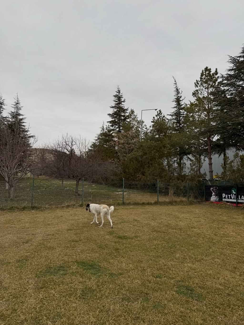 Instagram post from petvillas. This post is in position 5.