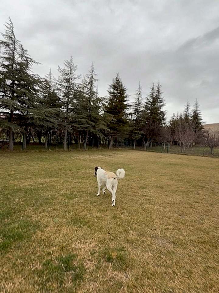 Instagram post from petvillas. This post is in position 6.