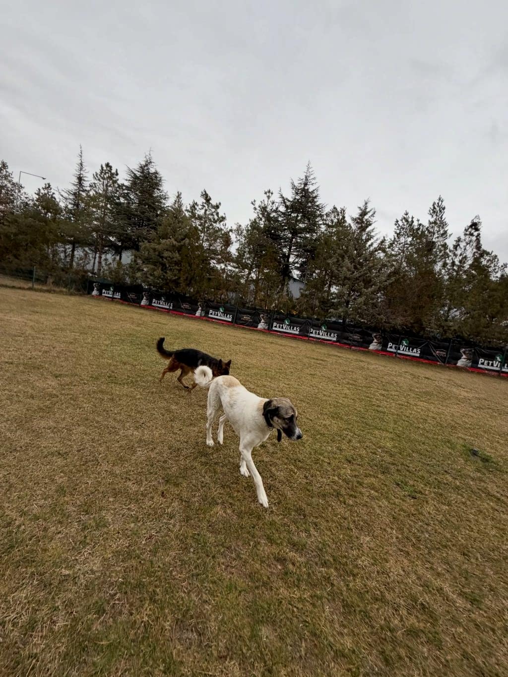 Instagram post from petvillas. This post is in position 3.