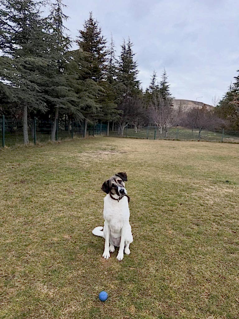 Instagram post from petvillas. This post is in position 7.