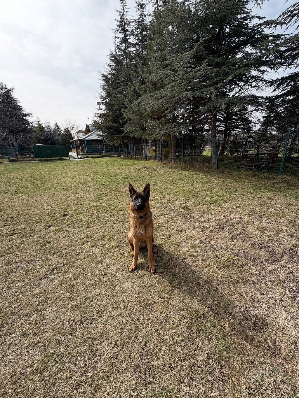 Instagram post from petvillas. This post is in position 0.